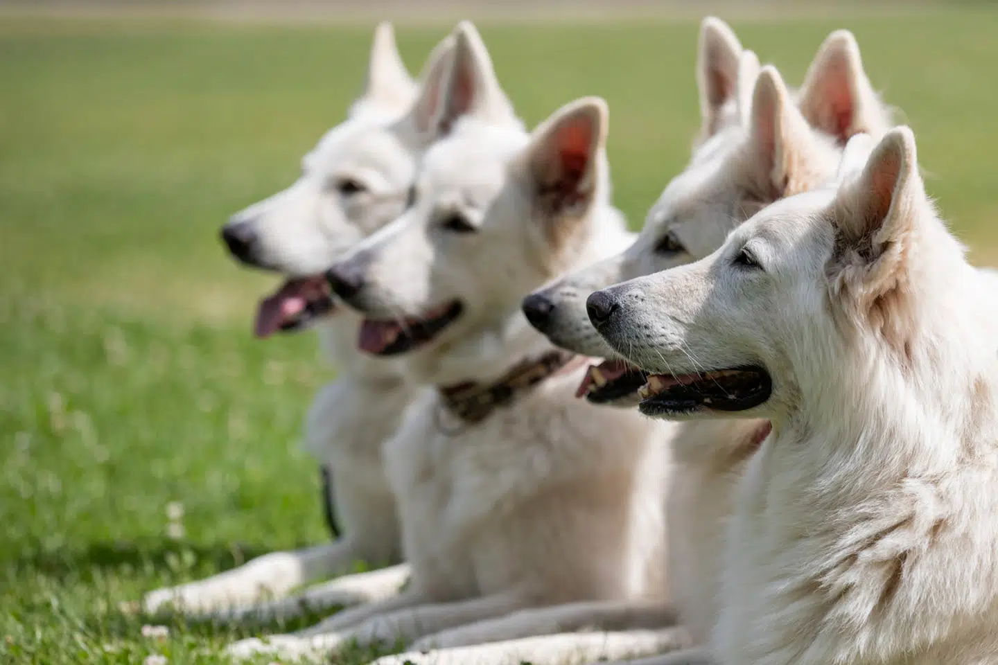 En australsk mand er i denne uge blev dømt for seksuel omgang med sine to hunde af racen schweizisk hyrdehund (på billedet), samt seksuel mishandling og drab på over 40 hunde, han havde købt på online markedspladser.