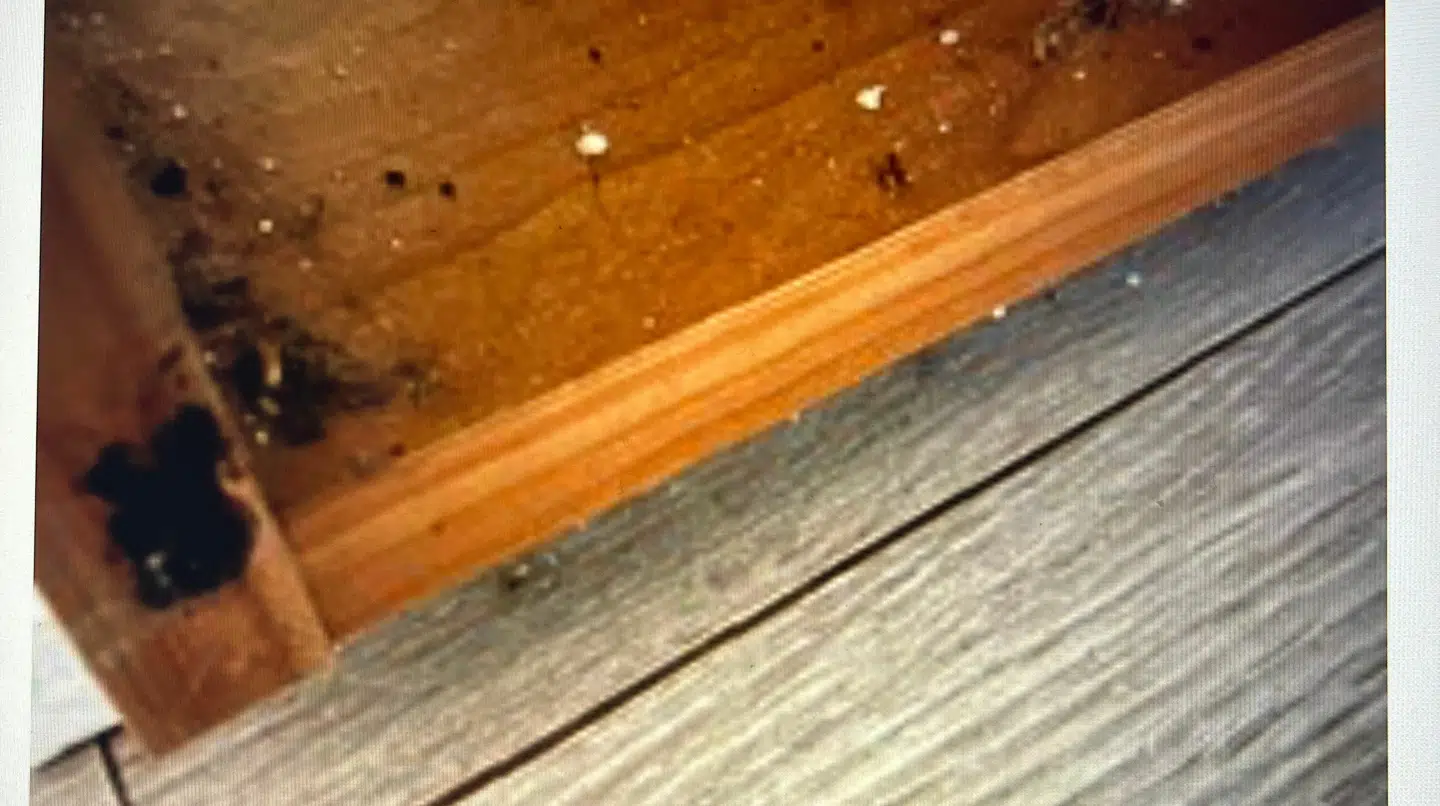 Her ses, at der lå afføring fra en hund og snavs på gulvet i sommerhuset.