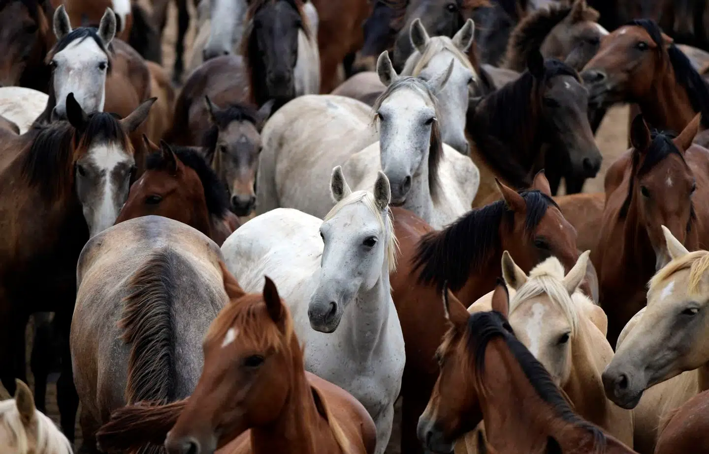 20 heste har klaret en intelligenstest overraskende godt, så måske er heste klogere end tidligere antaget. Foto: Cristina Quicler, Scanpix