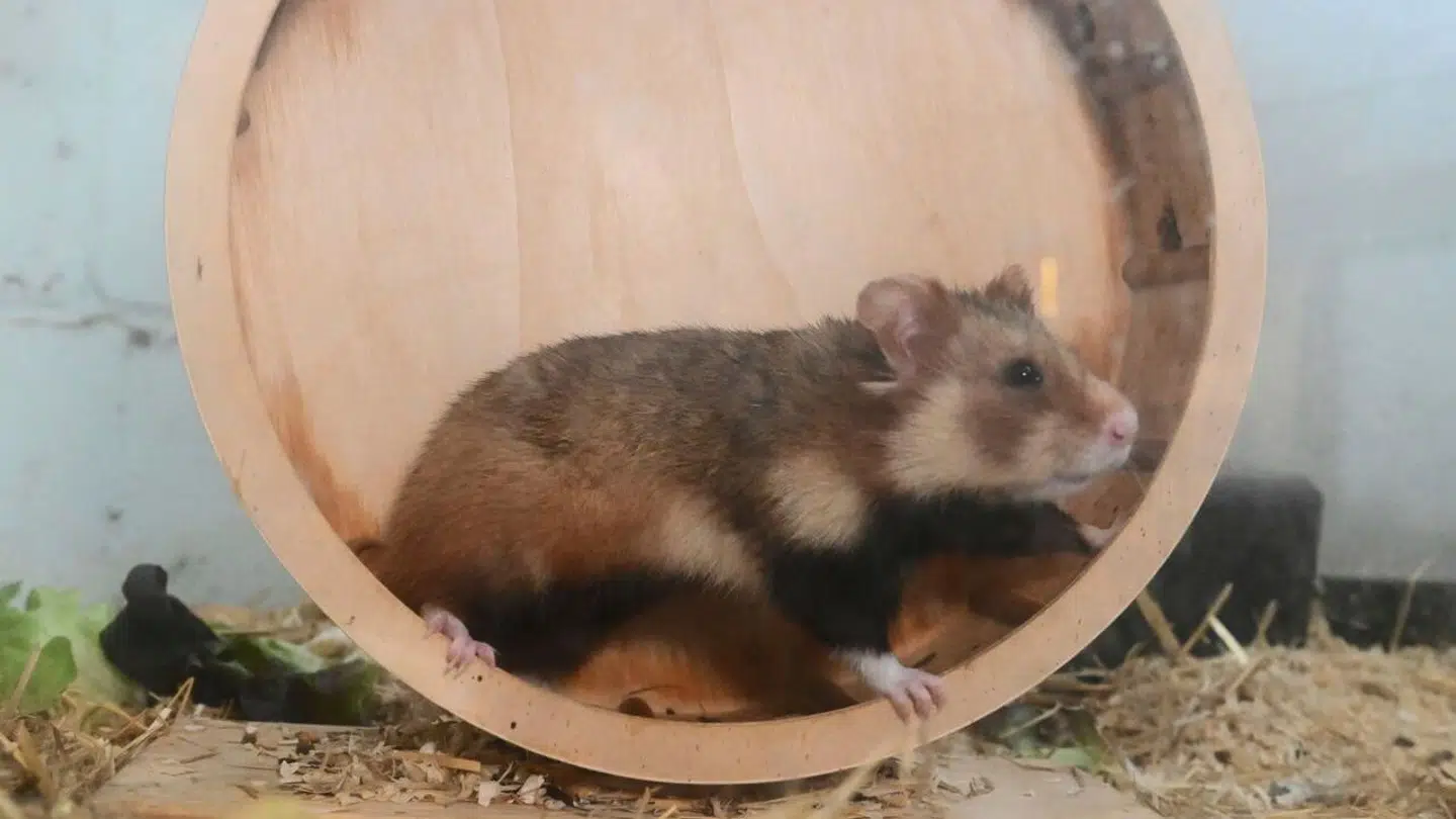 Mange danskere drømmer op at hoppe ud af hamsterhjulet før den officielle pensionsalder.