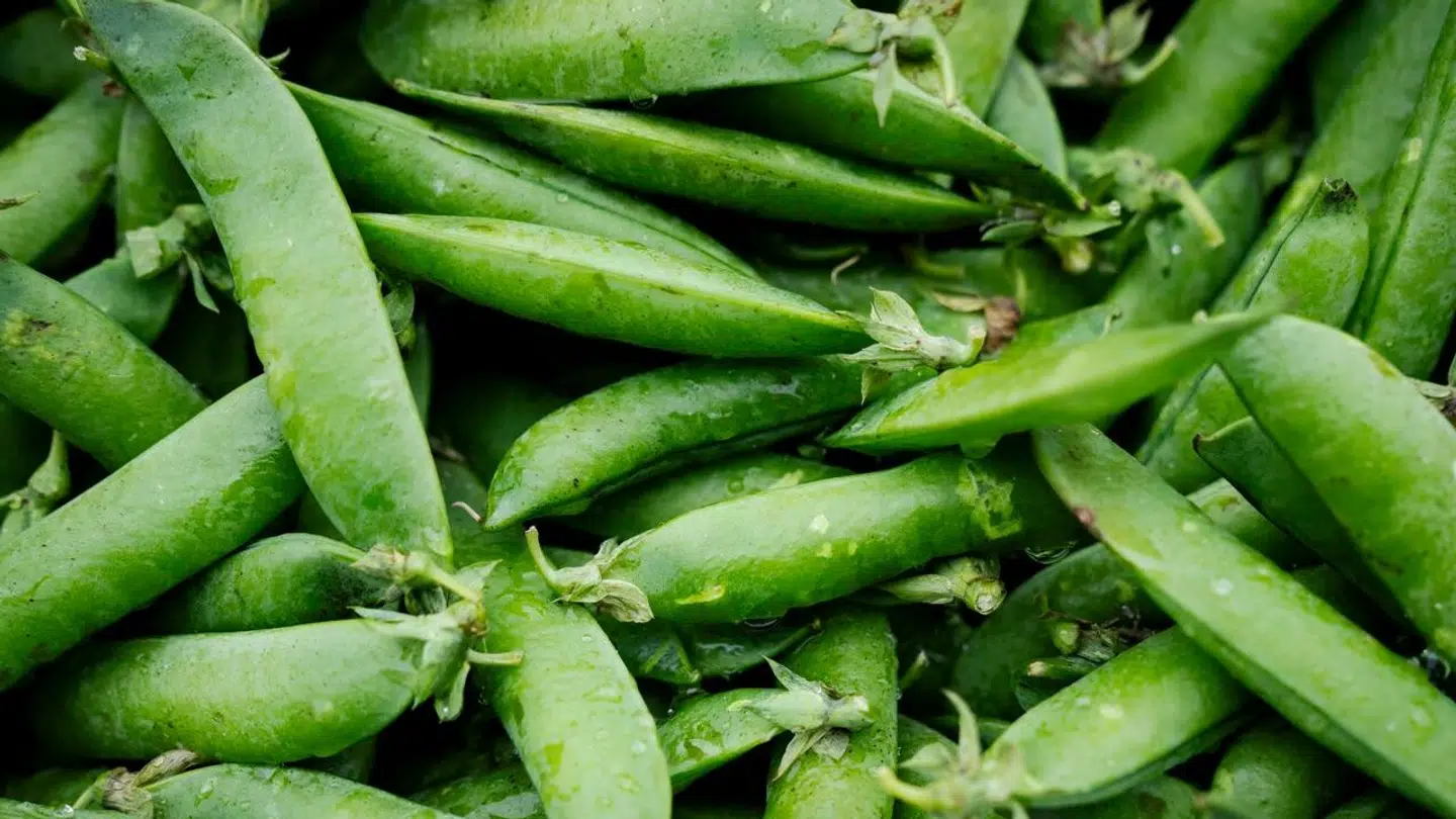 Der er udbrudt strejke blandt ærtelukkerne hos Greenpeas.