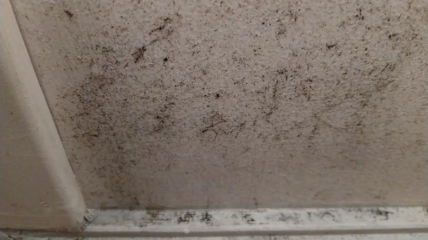 Her ses billede af skimmelsvampen i soveværelset. Foto: Privat