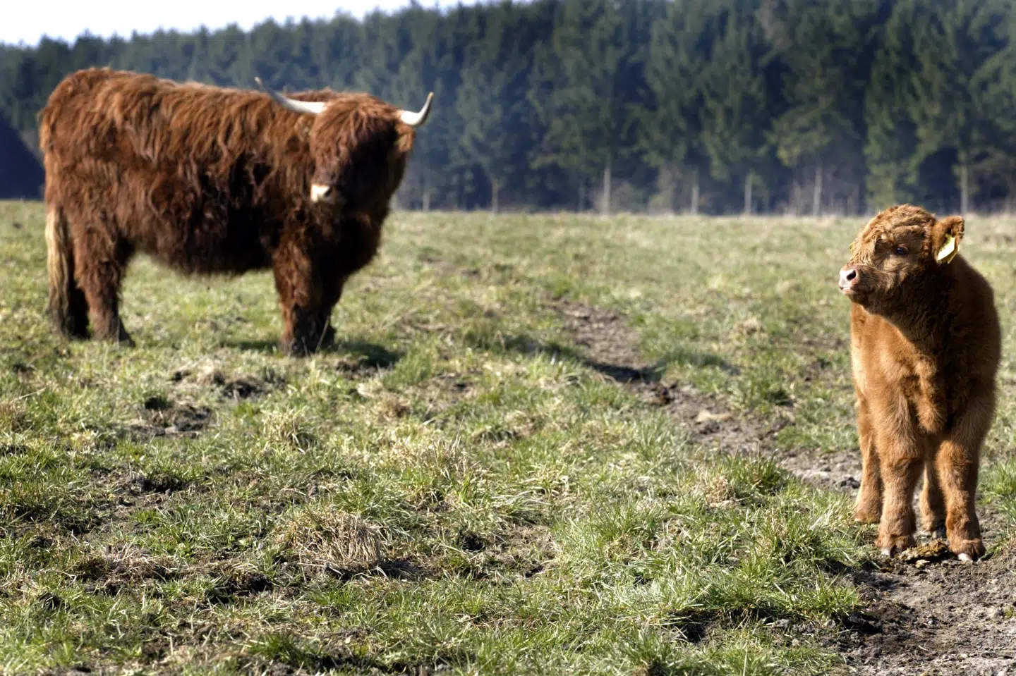 Ejeren af 50 stykker højlandskvæg fjerner nu alle sine dyr fra den populære Panoramarute, efter en kvinde for nyligt blev stanget. Billedet er et arkivbillede og stammer ikke fra Panoramaruten. (Arkivfoto).