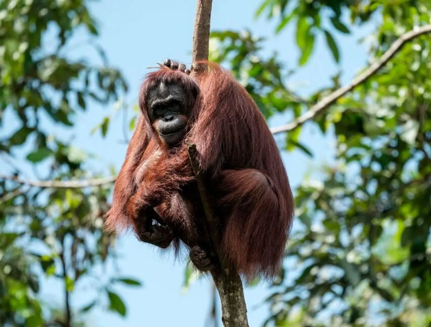 Produktionen af palmeolie på store plantager i Malaysia er om noget med til at true orangutangernes naturlige habitat. Arkivfoto: Yasuyoshi Chiba, Scanpix