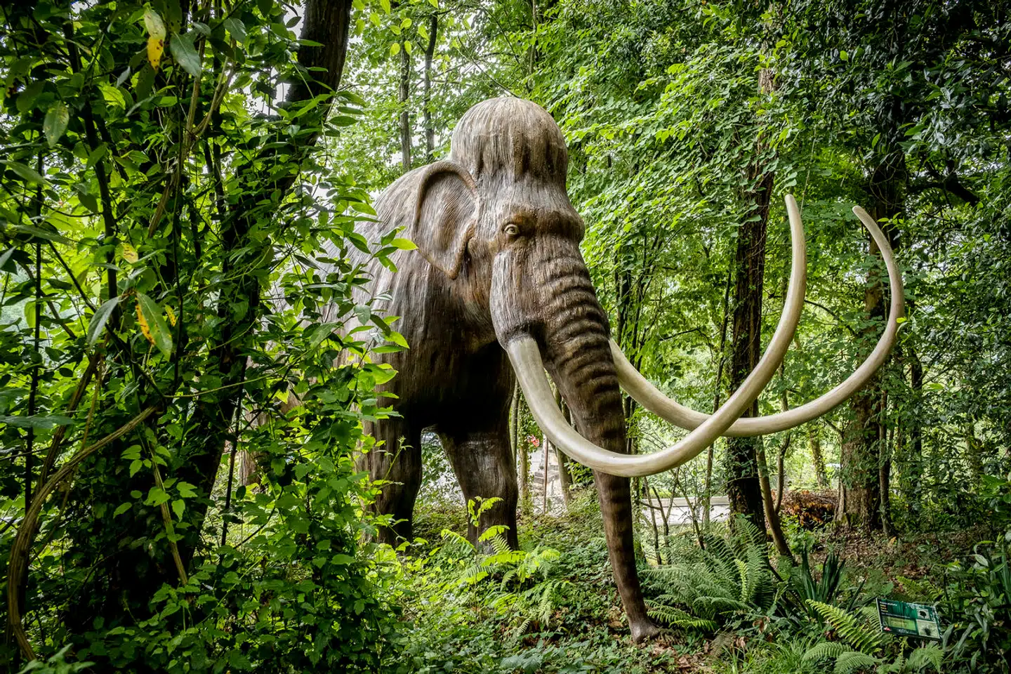 En fuldvoksen mammut kunne veje 12 ton og var en næsten uovervindelig modstander for fortidsjægere. Alligevel lykkedes det dem at slå kæmpedyr i uanede mængder ihjel.