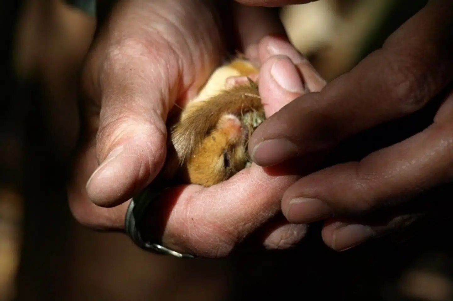 En hasselmus fotograferet i Sollerup Skov på Fyn i forbindelse med hasselmusovervågning. Nu er hasselmusen også fundet i Sønderjylland af en naturinteresseret borger. (Arkivfoto).