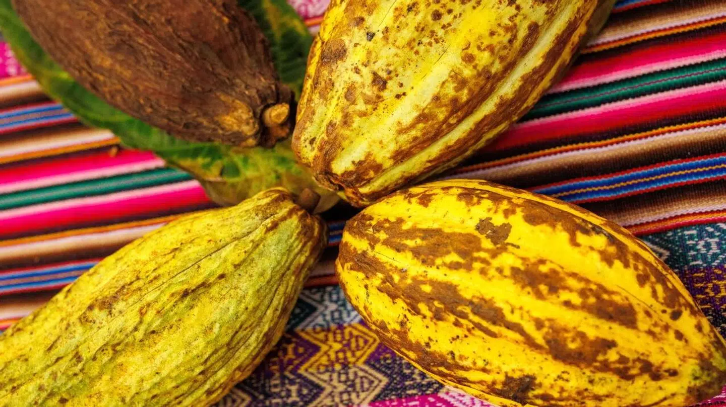 Det er høsten af dem her, kakaobønnerne, som har været hårdt ramt.