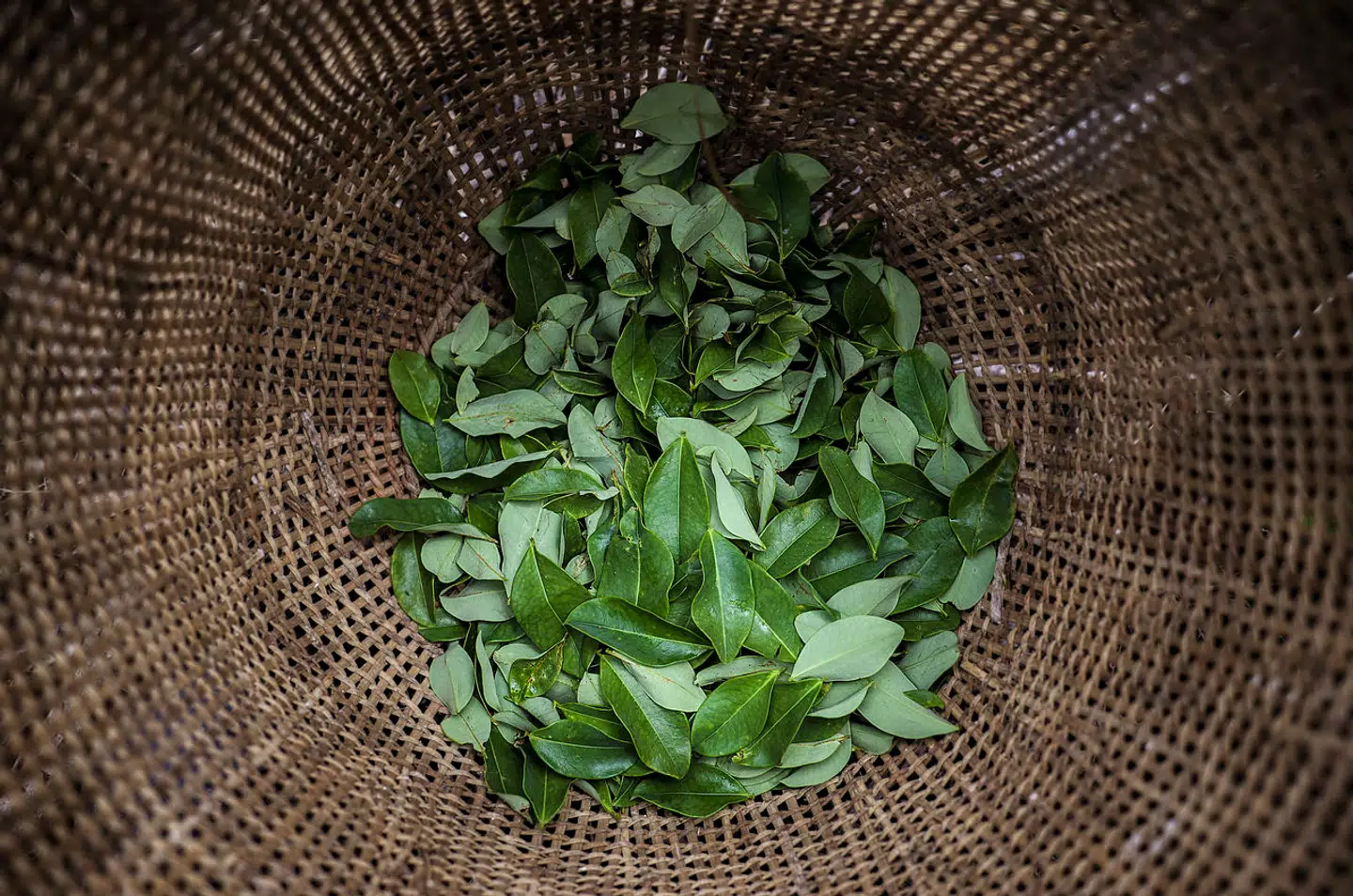 I mumificeret hjernevæv fandt forskerne spor efter både kokain og kokablade. Foto: Juan Pablo Pino, Scanpix
