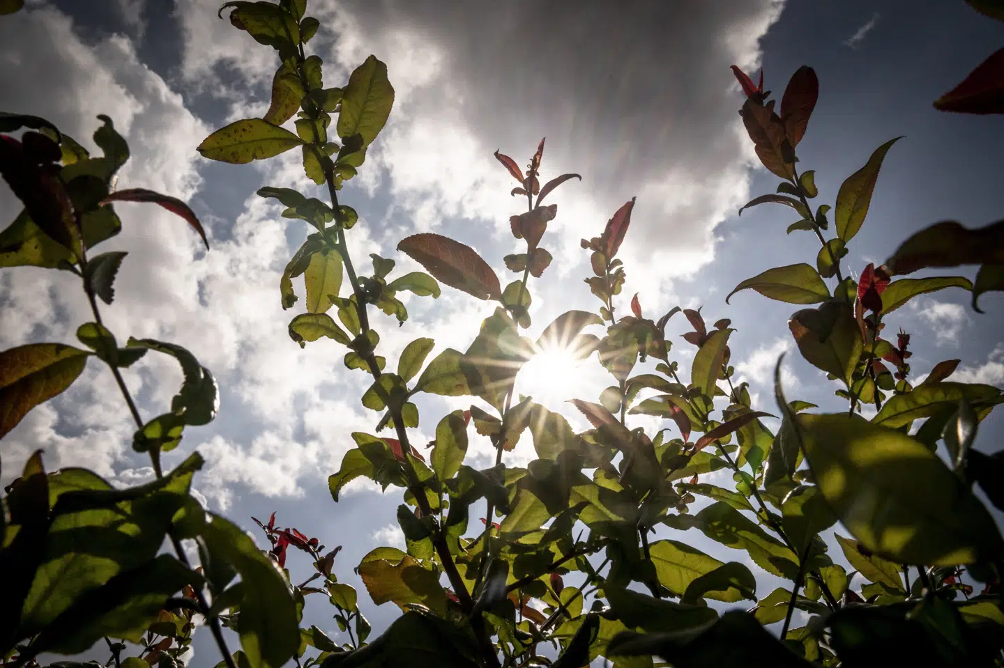 Solen har skinnet, og temperaturerne har enkelte steder sneget sig op over 30 grader torsdag, der dermed er årets varmeste dag. (Arkivfoto).