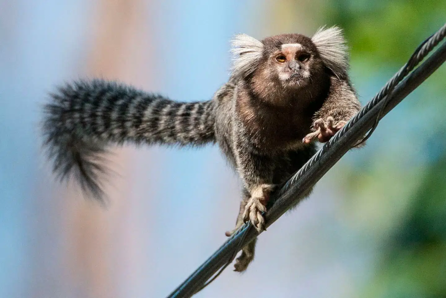 Endnu et dyr ser ud til at have navne for hinanden. Foto: Yasuyoshi Chiba, Scanpix