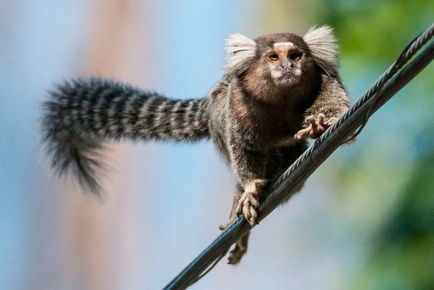 Endnu et dyr ser ud til at have navne for hinanden. Foto: Yasuyoshi Chiba, Scanpix
