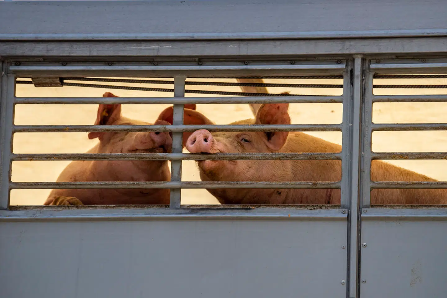 Dyr er ligesom os Guds skabning, som vi skal hjælpe og passe på, mener Kathrine Lilleør.