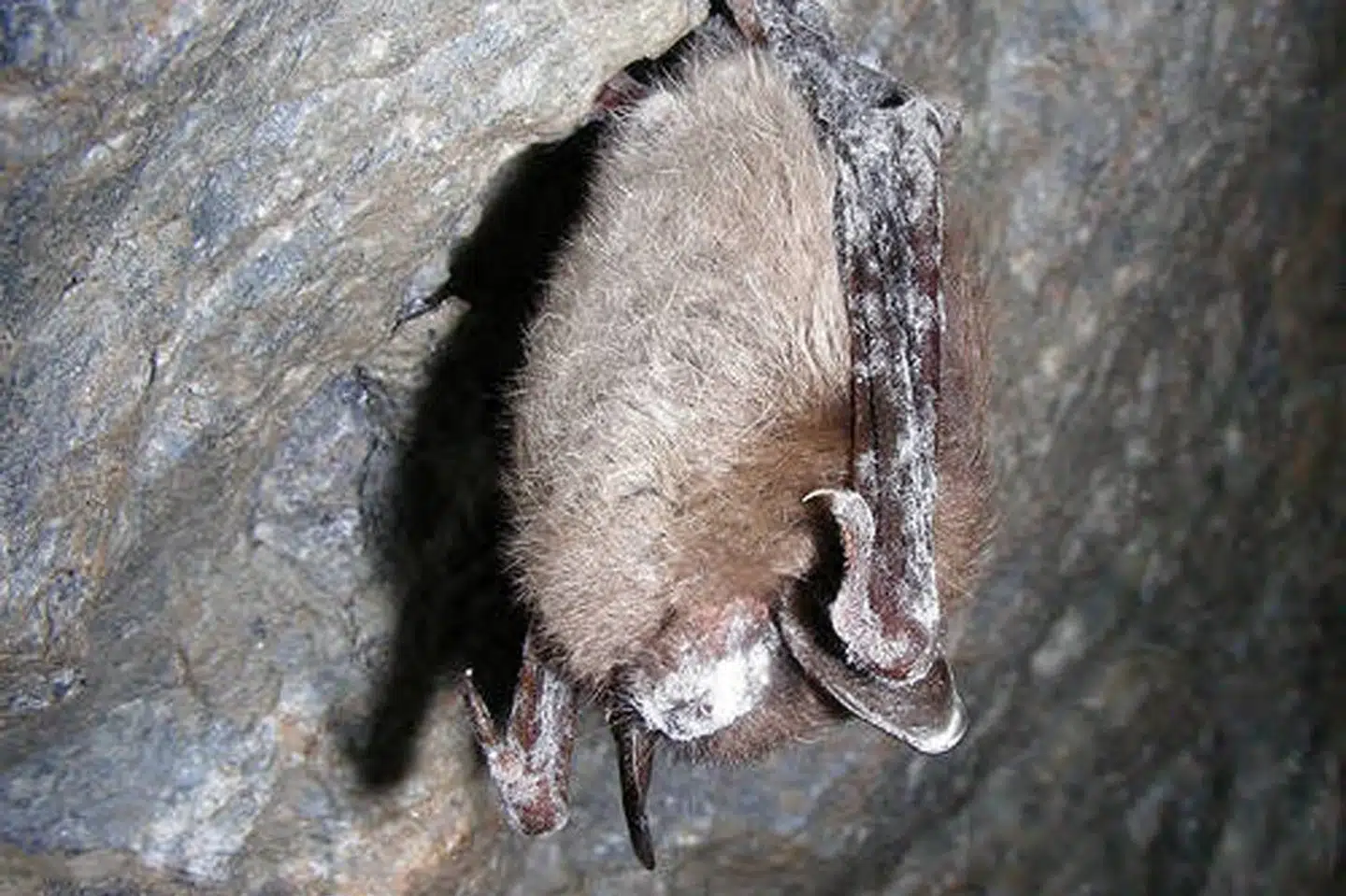 I 2006 begyndte en invasiv svampeart at sprede sig på tværs af USA. Den dræbte flagermus ved at vække dem i løbet af vinteren, hvor der er mangel på føde, og hvor de normalt sparer på kræfterne ved at gå i hi. Sygdommen har fået navnet White-Nose Syndrome (WNS) - opkaldt efter den hvide næse, som den kan forårsage hos flagermus.