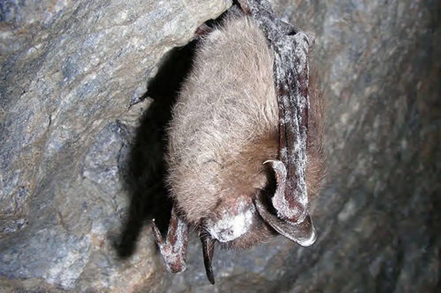 I 2006 begyndte en invasiv svampeart at sprede sig på tværs af USA. Den dræbte flagermus ved at vække dem i løbet af vinteren, hvor der er mangel på føde, og hvor de normalt sparer på kræfterne ved at gå i hi. Sygdommen har fået navnet White-Nose Syndrome (WNS) - opkaldt efter den hvide næse, som den kan forårsage hos flagermus.