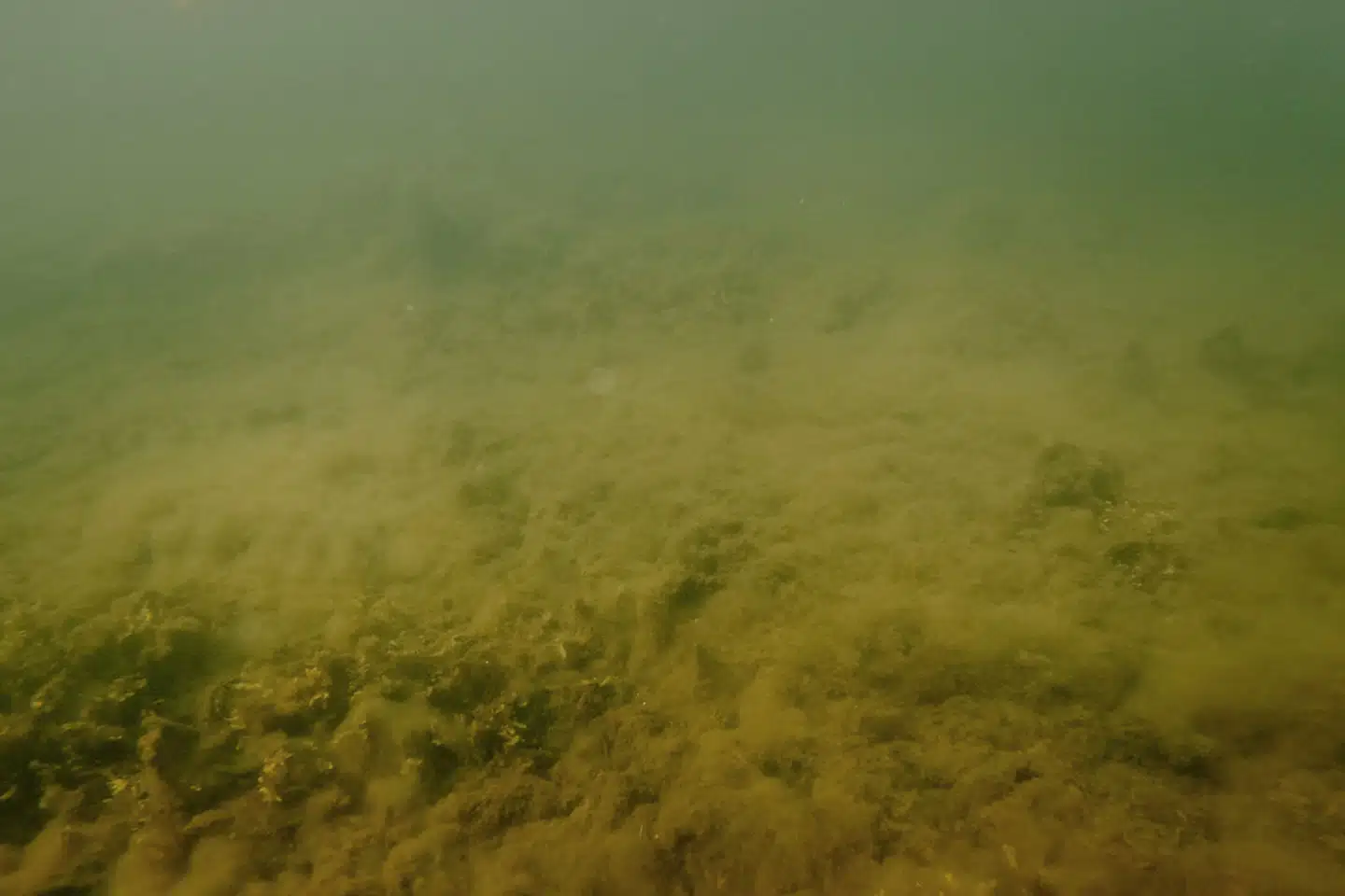 Berlingske besøgte i den forgangne uge Faaborg Fjord, hvor store plamager af fedtede alger fyldte havbunden mange steder. Det er et tydeligt tegn på iltsvind.