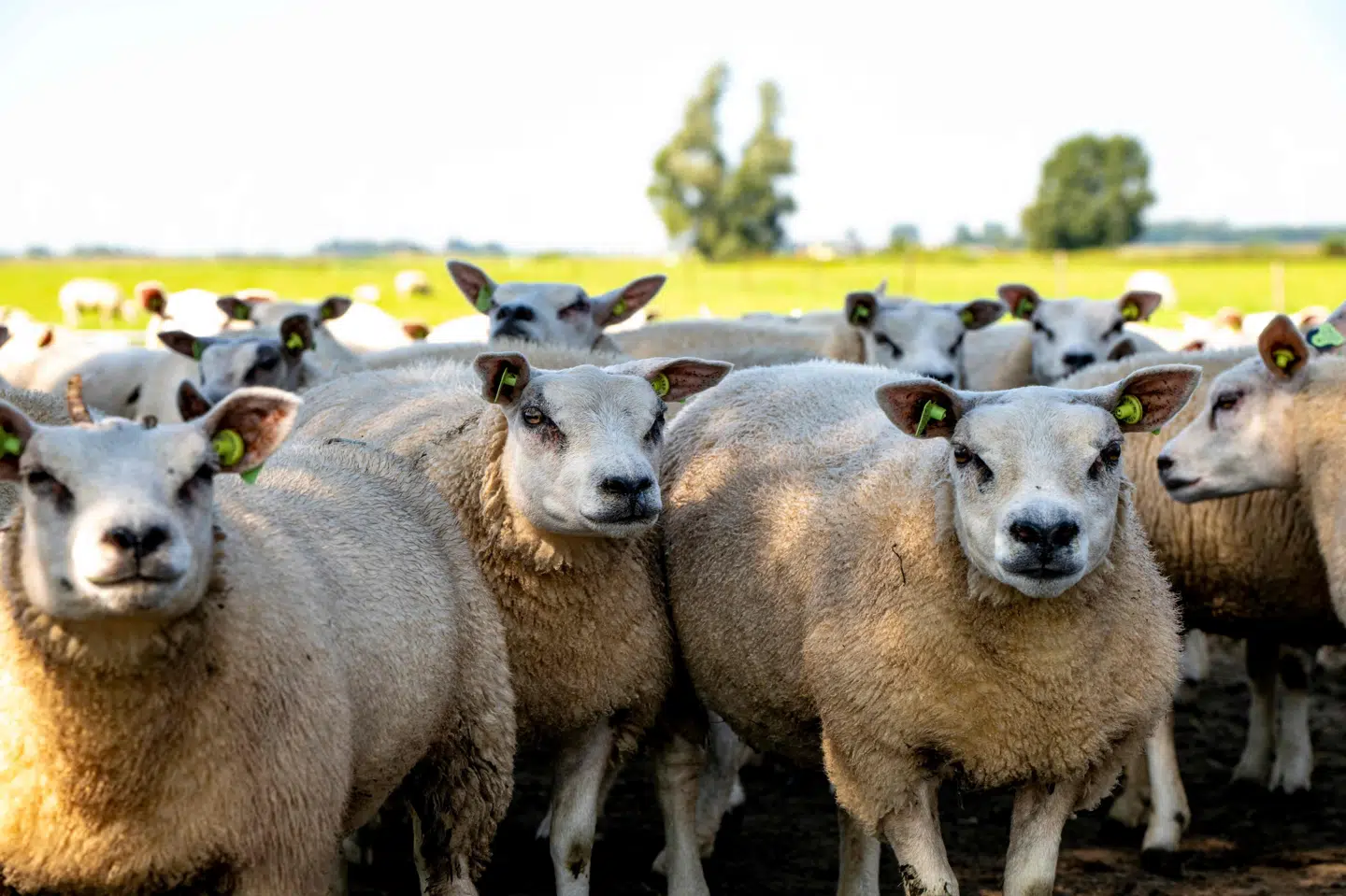 Bluetongue er kommet med mitter sydfra - eksempelvis Frankrig - der også har været plaget af udbrud. Hos får kan virusset vise sig ved sår i mundhulen, og ved at tungen bliver blålig. (Arkivfoto).