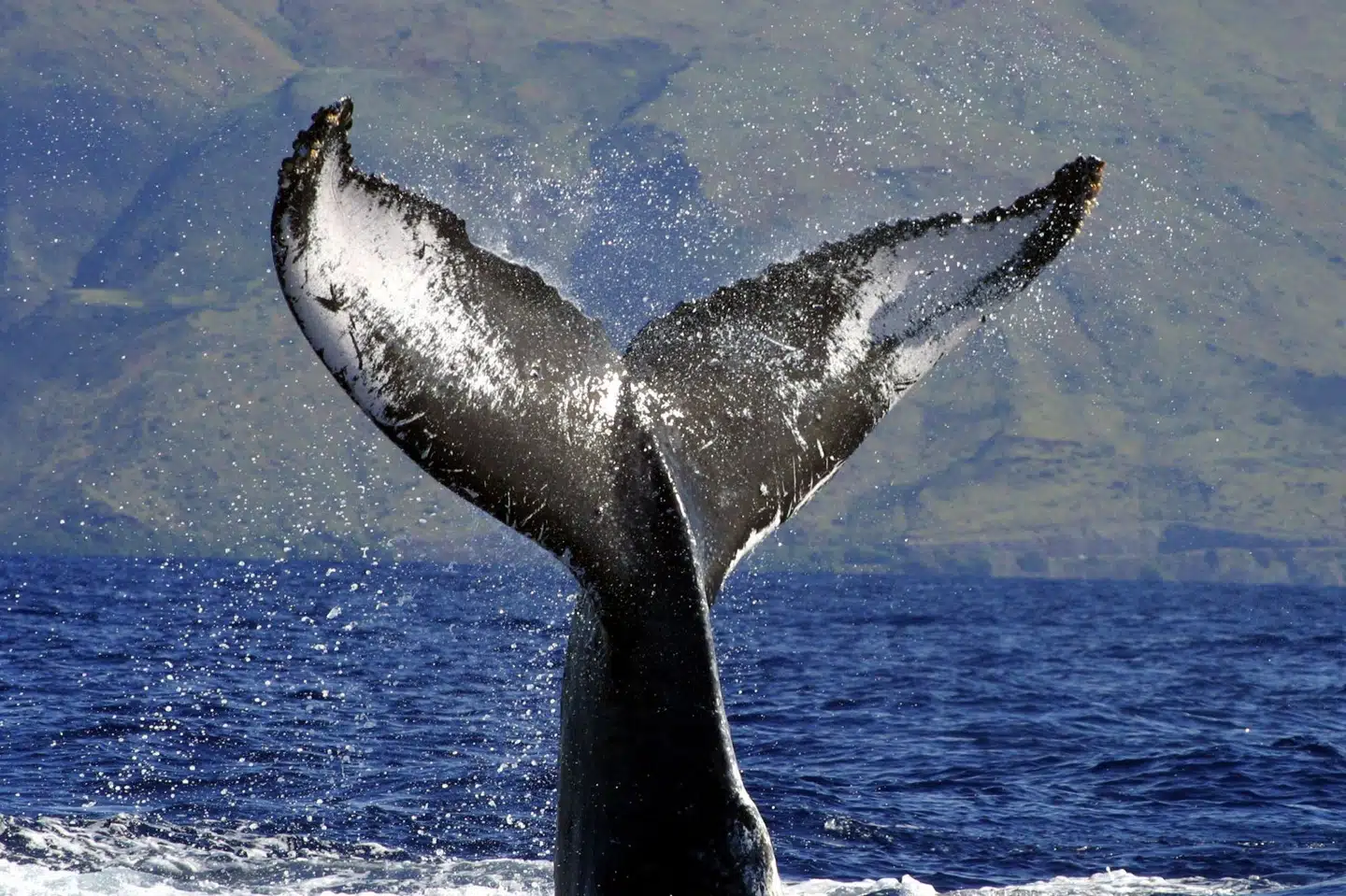 Hvaler opdeles i to grupper: tandhvaler og bardehvaler. Pukkelhvalen hører til sidstnævnte kategori sammen med blandt andet blåhvaler og gråhvaler. (Arkivfoto).