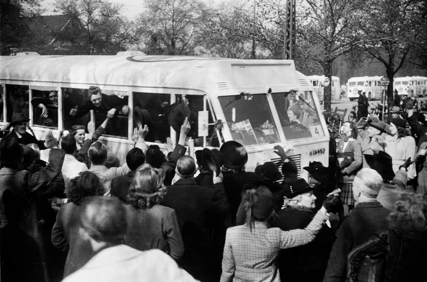 »Sverige havde brug for heltefortællingen, som Bernadotte havde leveret, i stedet for den kedelige historie, at det var svensk jernmalm og svenske kuglelejer, der fik den nazistiske krigsmaskine til at rulle, ligesom Sverige fra juni 1940 havde givet tilladelse til den tyske transittrafik af tyske tropper samt krigsmateriel til og fra det besatte Norge,« skriver Martin Corfix. Her ses de hvide busser ankomme til København med fanger fra tyske kz-lejre.