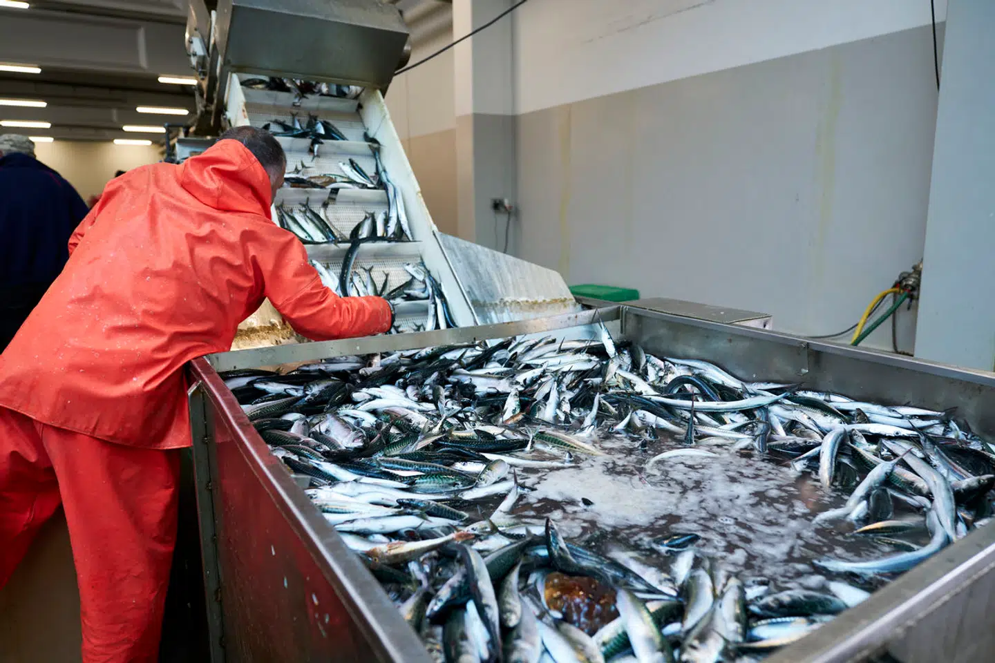 Modelberegninger har overvurderet, hvor mange fisk der er i havet. Det viser nyt studie. Foto: Signe Goldmann, Scanpix