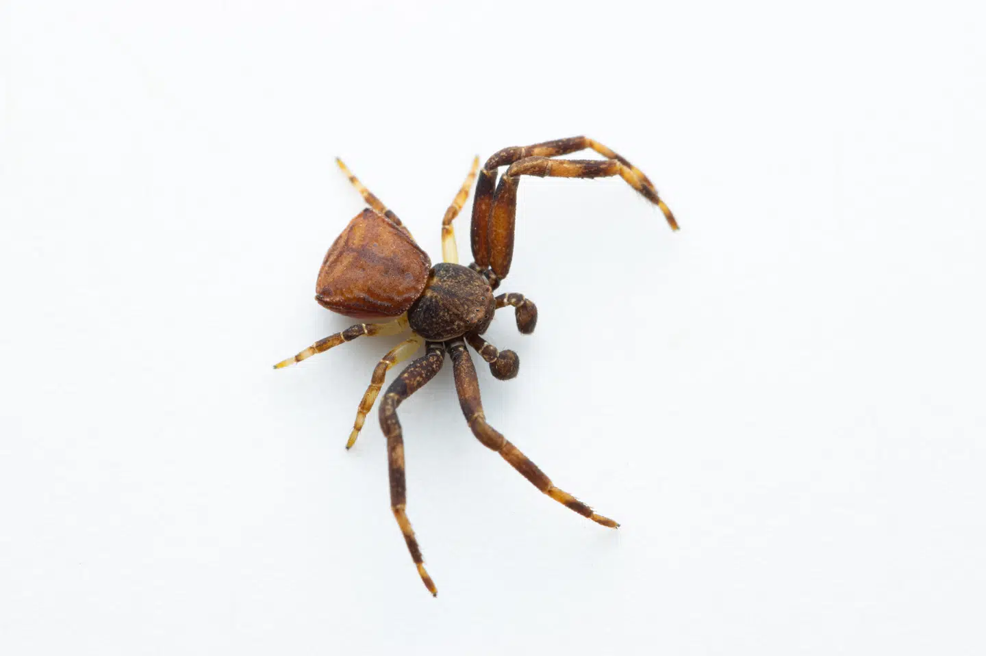 Biolog finder den sjældne og formodede uddøde stumpkrabbeedderkop for første gang i 105 år i Danmark.