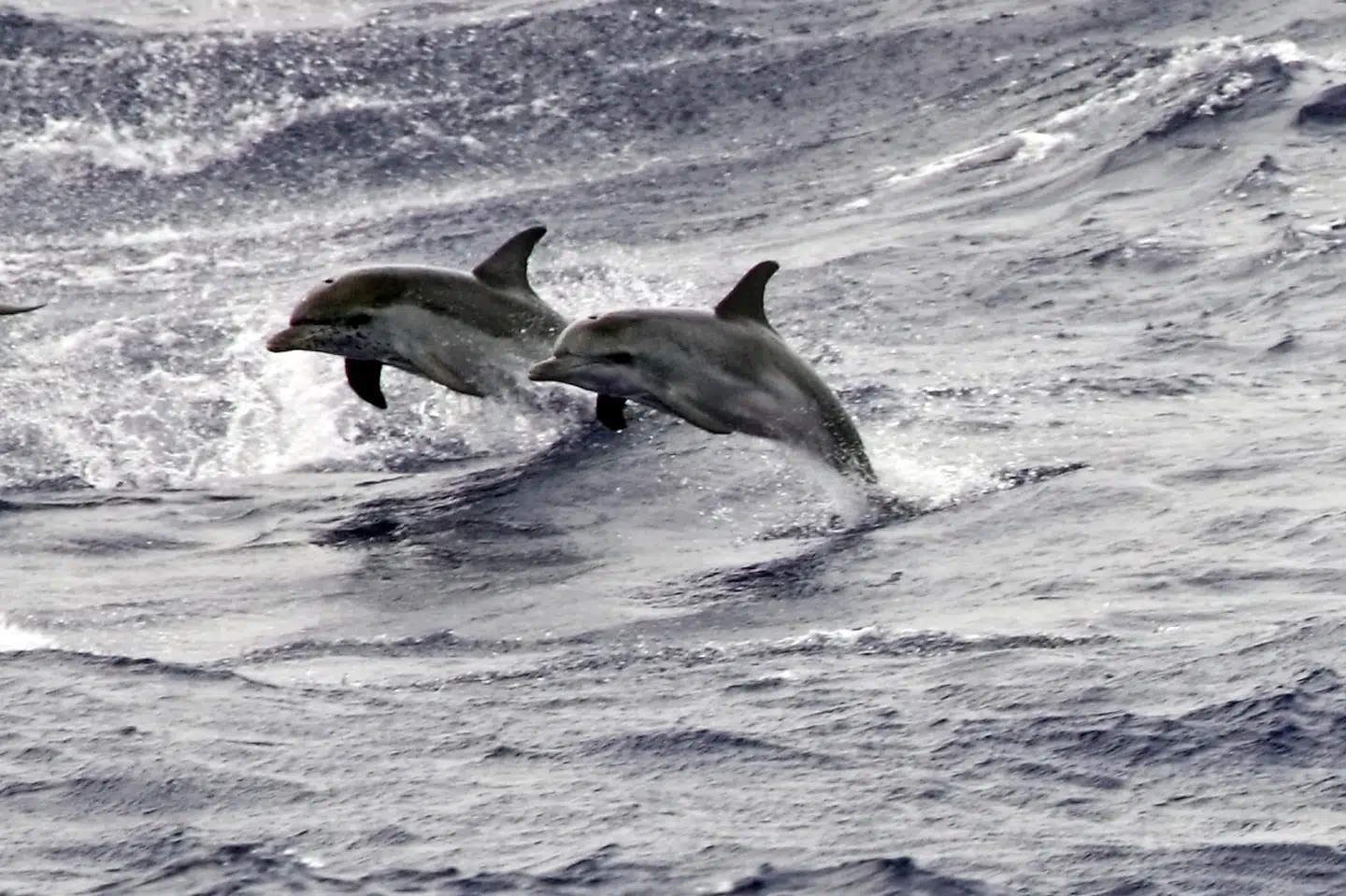 Delfinen er et stærkt dyr, som kan gøre stor skade. Delfinerne på billedet har dog så vidt vides ikke noget med angreb i danske farvande at gøre. (Arkivfoto).