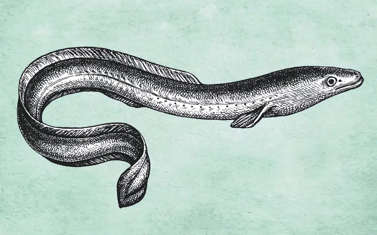 Japansk ål. Foto: Adobe Stock