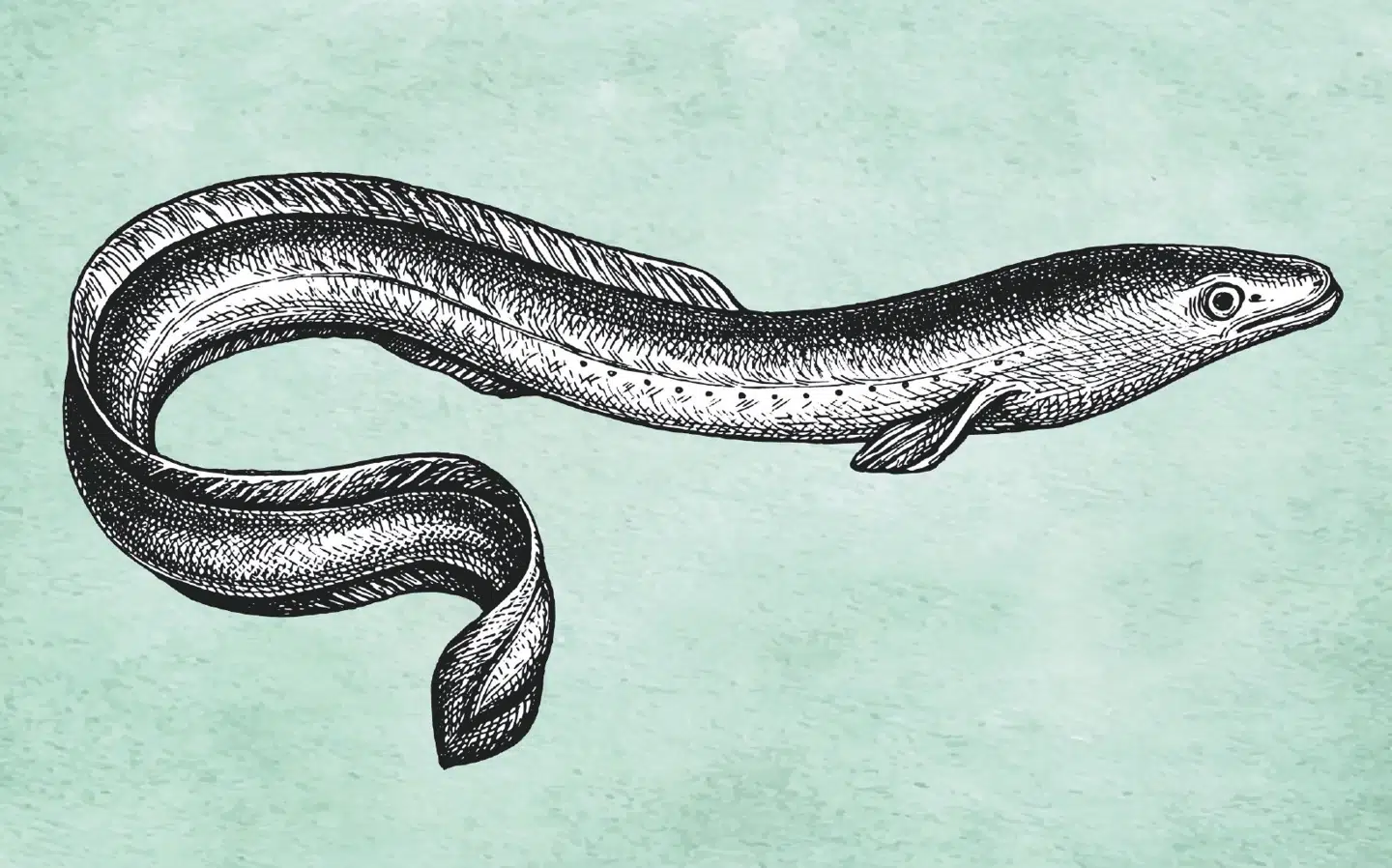 Japansk ål. Foto: Adobe Stock