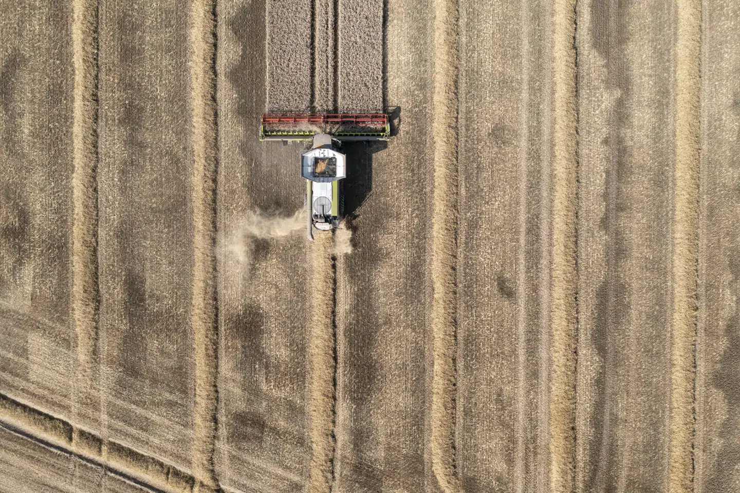 Der høstes hvede på en mark ved Lellinge tæt på Køge. (Arkivfoto).