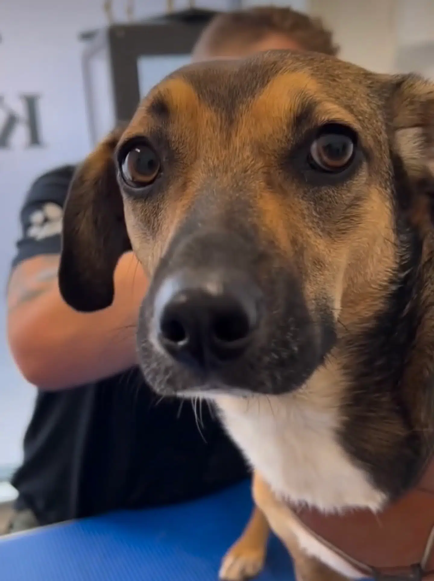 Linses gadehund Snuggle fra Ukraine til hundeosteopat. Foto: Privat