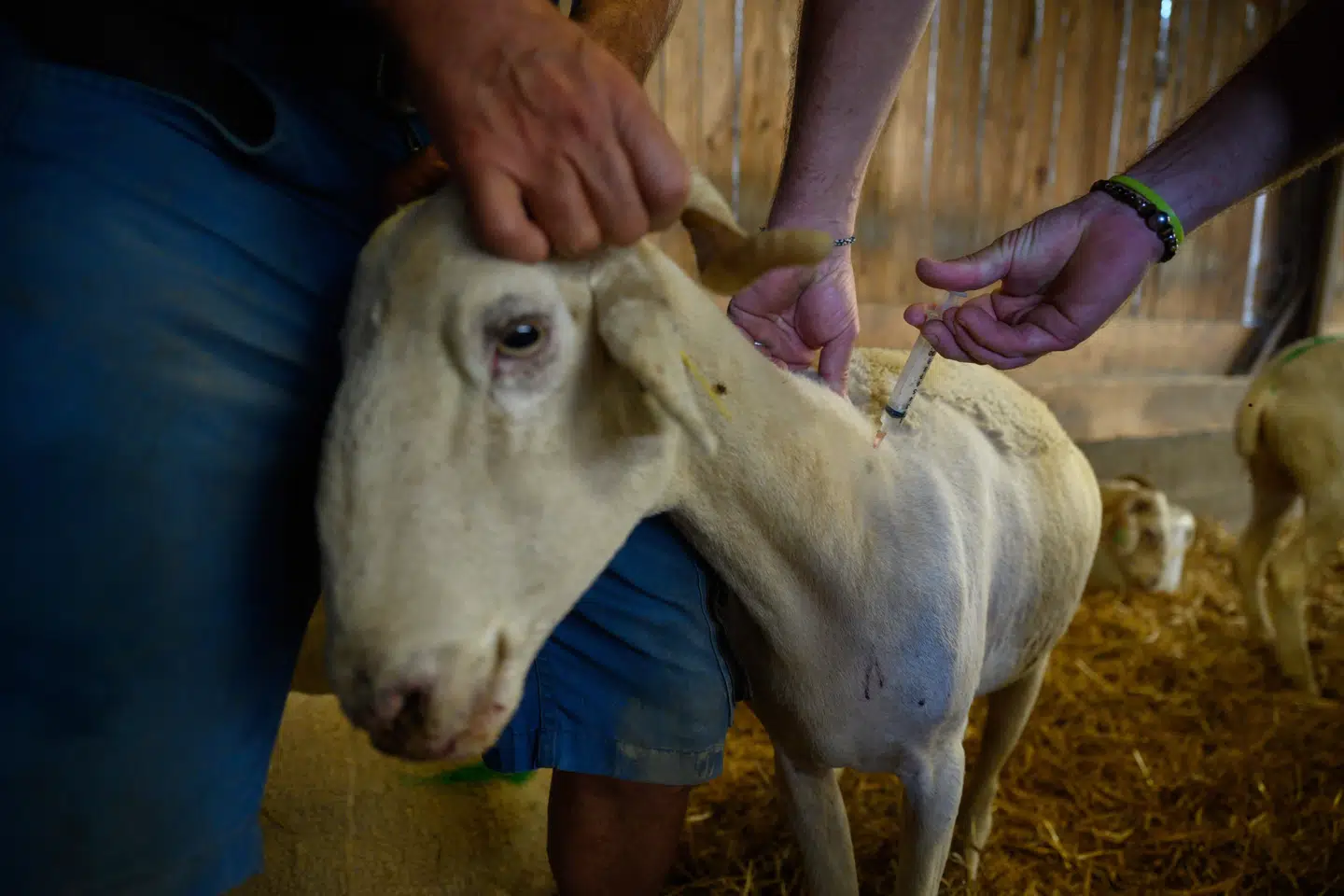Bluetonguevirusset hærger kvæg- og fårebesætninger i store dele af Europa for tiden. I august ankom de første vaccinedoser mod sygdommen til Danmark. (Arkivfoto).