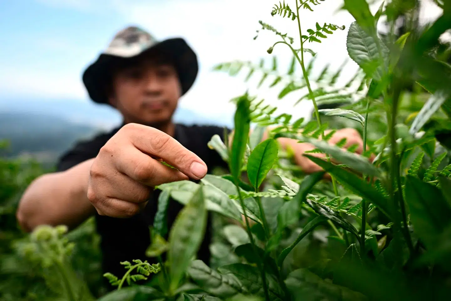 Den grønne te kommer fra samme tebusk som den sorte og hvide te.
