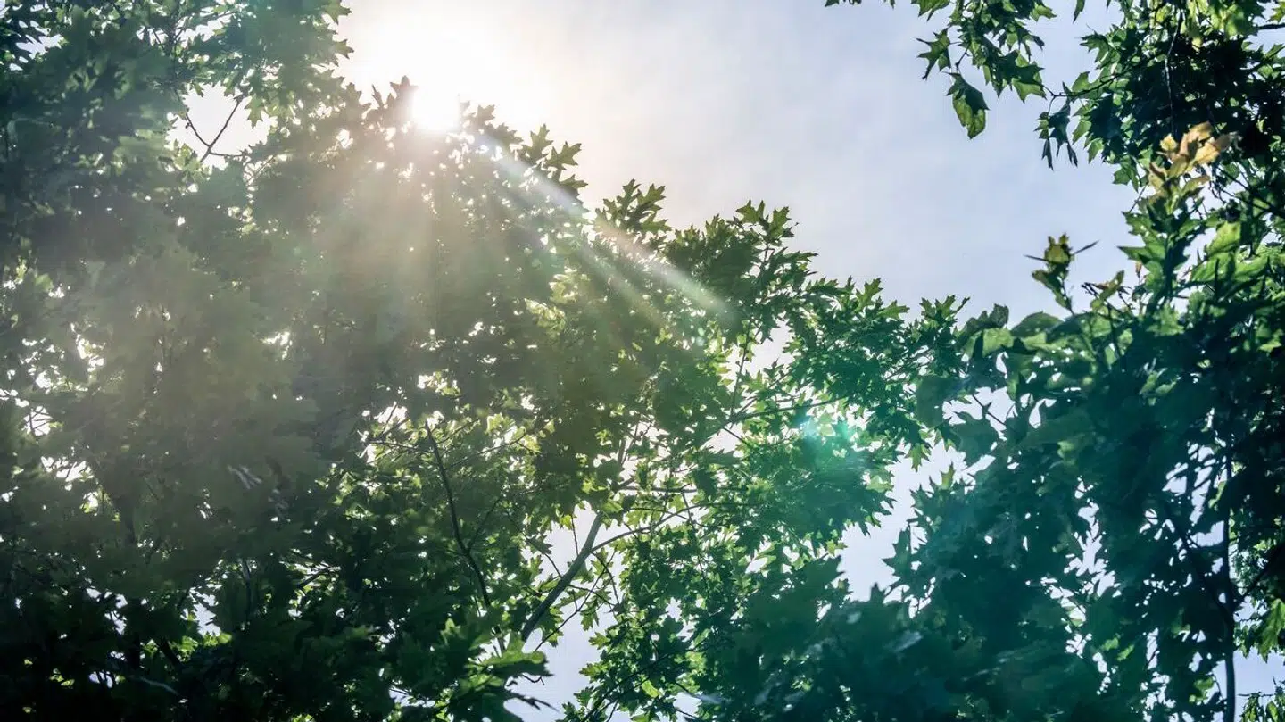 Kirkbi er i gang med et stort skovrejsningsprojekt.