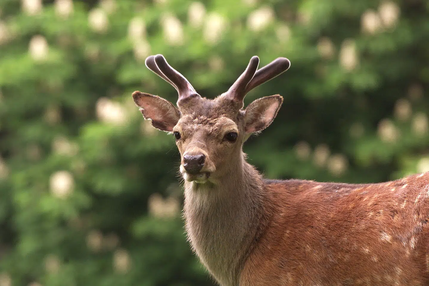 Sikahjorte er en af de hjortetyper, der opholder sig i haven. Marselisborg Dyrehave lukker midlertidigt, efter at en kvinde søndag blev angrebet af et af dyrene. (Arkivfoto).