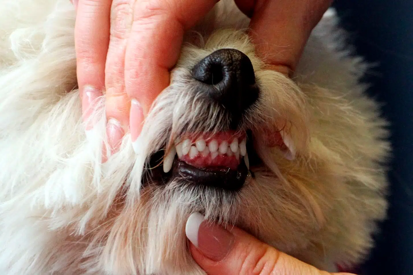 Forsøgene har allerede med stor succes været gennemført på hunde. Arkivfoto: Viktor Drachev, Scanpix
