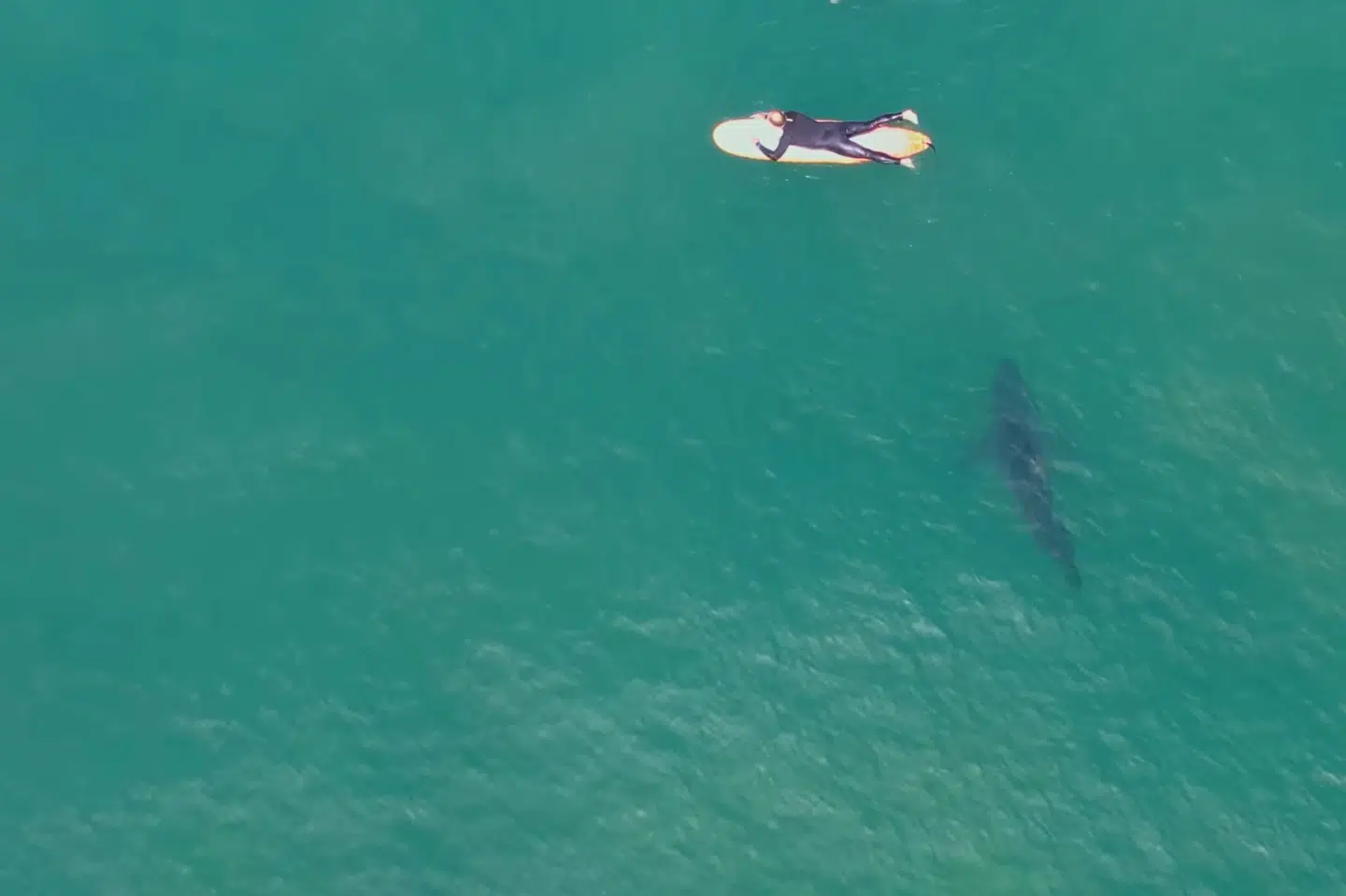 Et billede viser en haj, der svømmer nær en surfer på en strand i Californien i USA i 2023. Billedet har ikke noget at gøre med et hajangreb på en tysk kvinde mandag, som kostede kvinden livet.