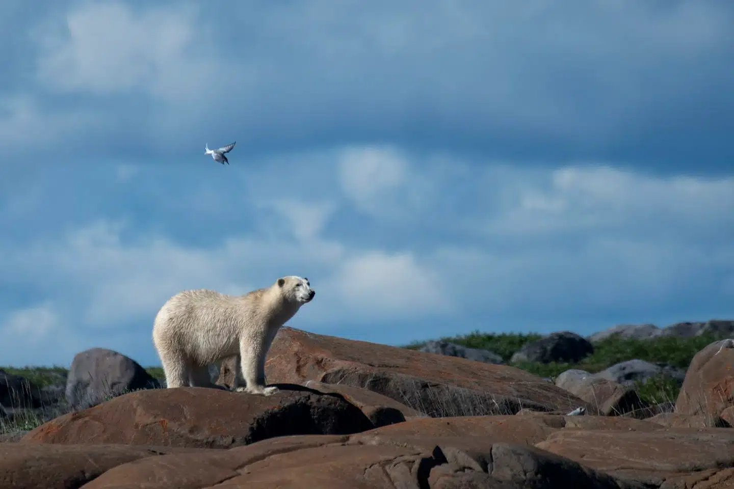 Isbjørnen og brunbjørnen begyndte at glide fra hinanden fra omkring en million år siden. Foto: Olivier Morin, Scanpix