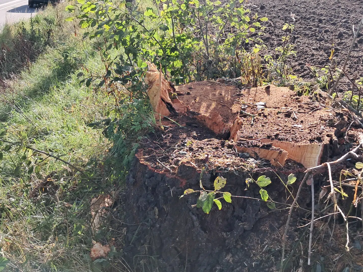 Vejtræerne blev fældet i løbet af weekenden.