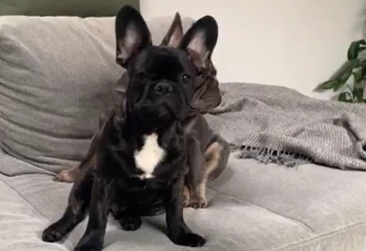 Silas Holst har købt trapper, så de to franske bulldogs kan komme op i sofaen.