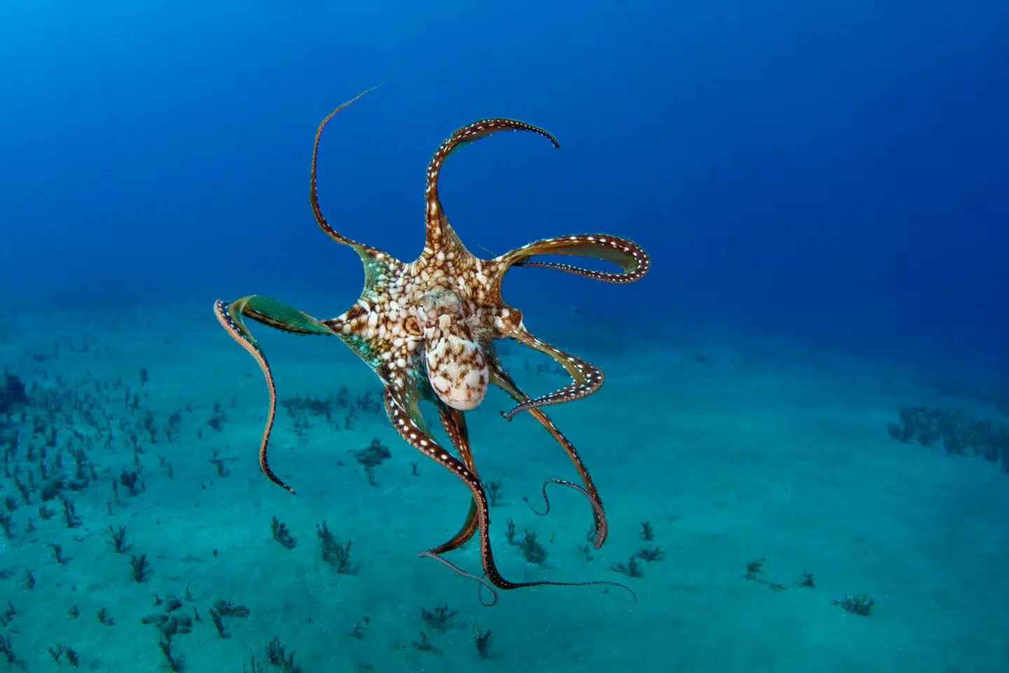 Blæksprutten Octopus cyanea jager sammen med grupper af fisk - til begge parters fordel, lyder det i nyt studie. Foto: David Fleetham, Scanpix