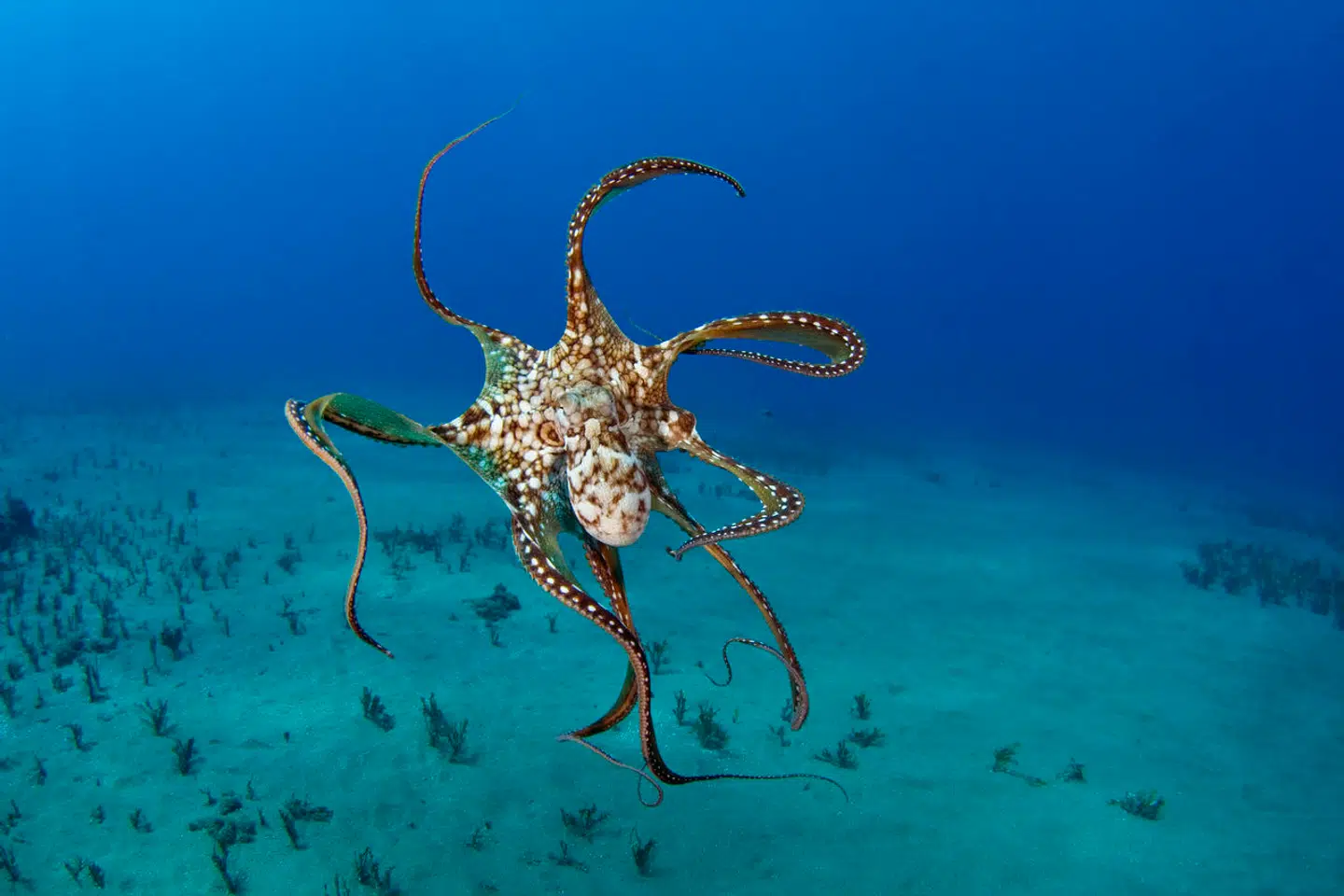 Blæksprutten Octopus cyanea jager sammen med grupper af fisk - til begge parters fordel, lyder det i nyt studie. Foto: David Fleetham, Scanpix