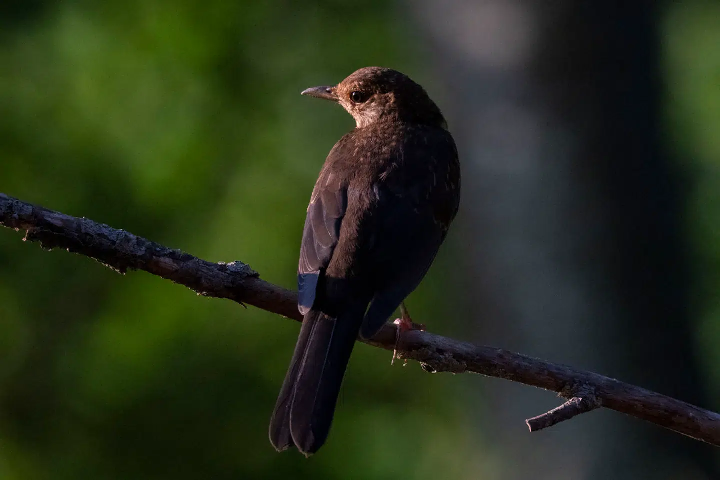 Solsorte, der trækker sydpå, bruger lige så meget energi som dem, der bliver i kolde egne. Foto: Sergio Pitamitz, Scanpix