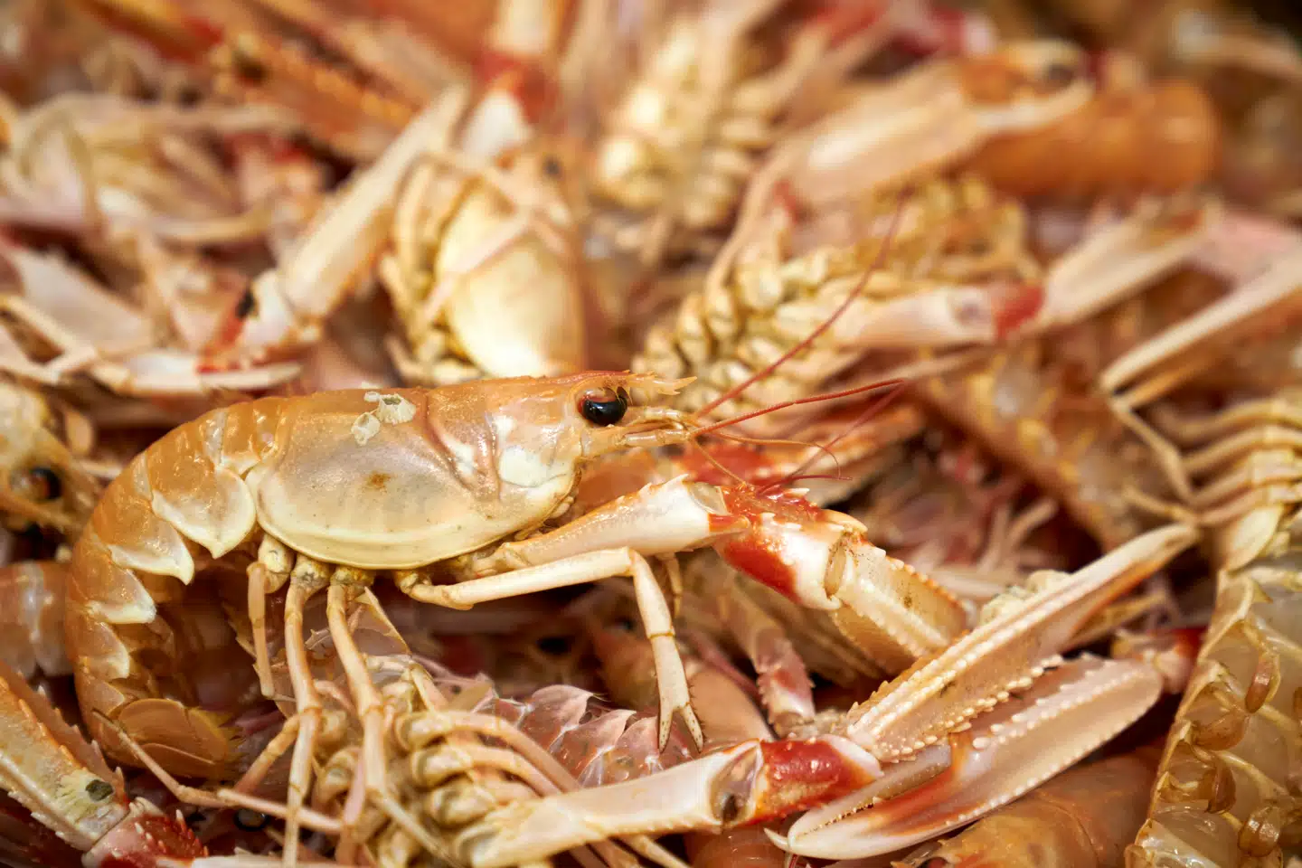 Arkivfoto: Signe Goldmann, Scanpix.