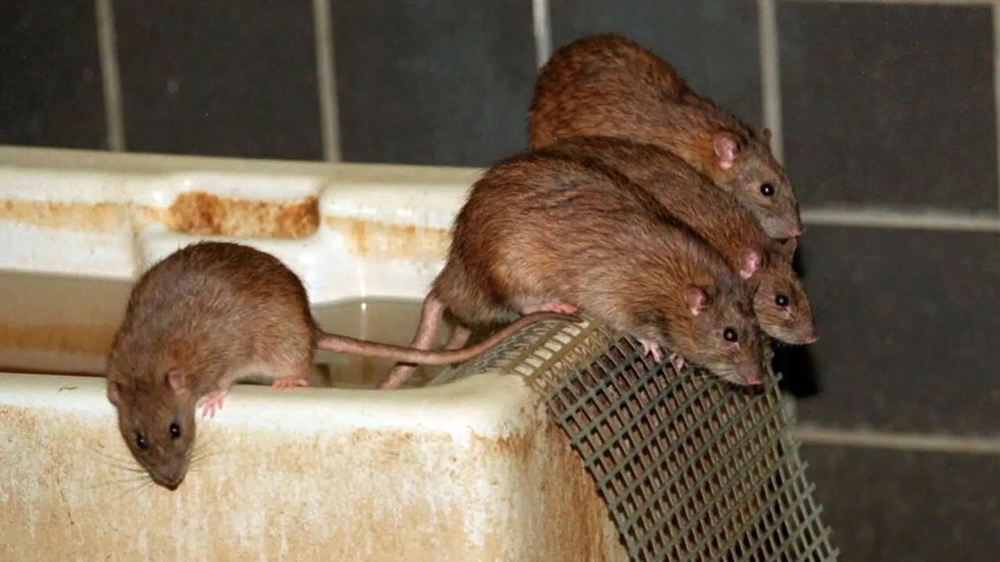 Det våde vejr har givet rotterne gode vilkår.