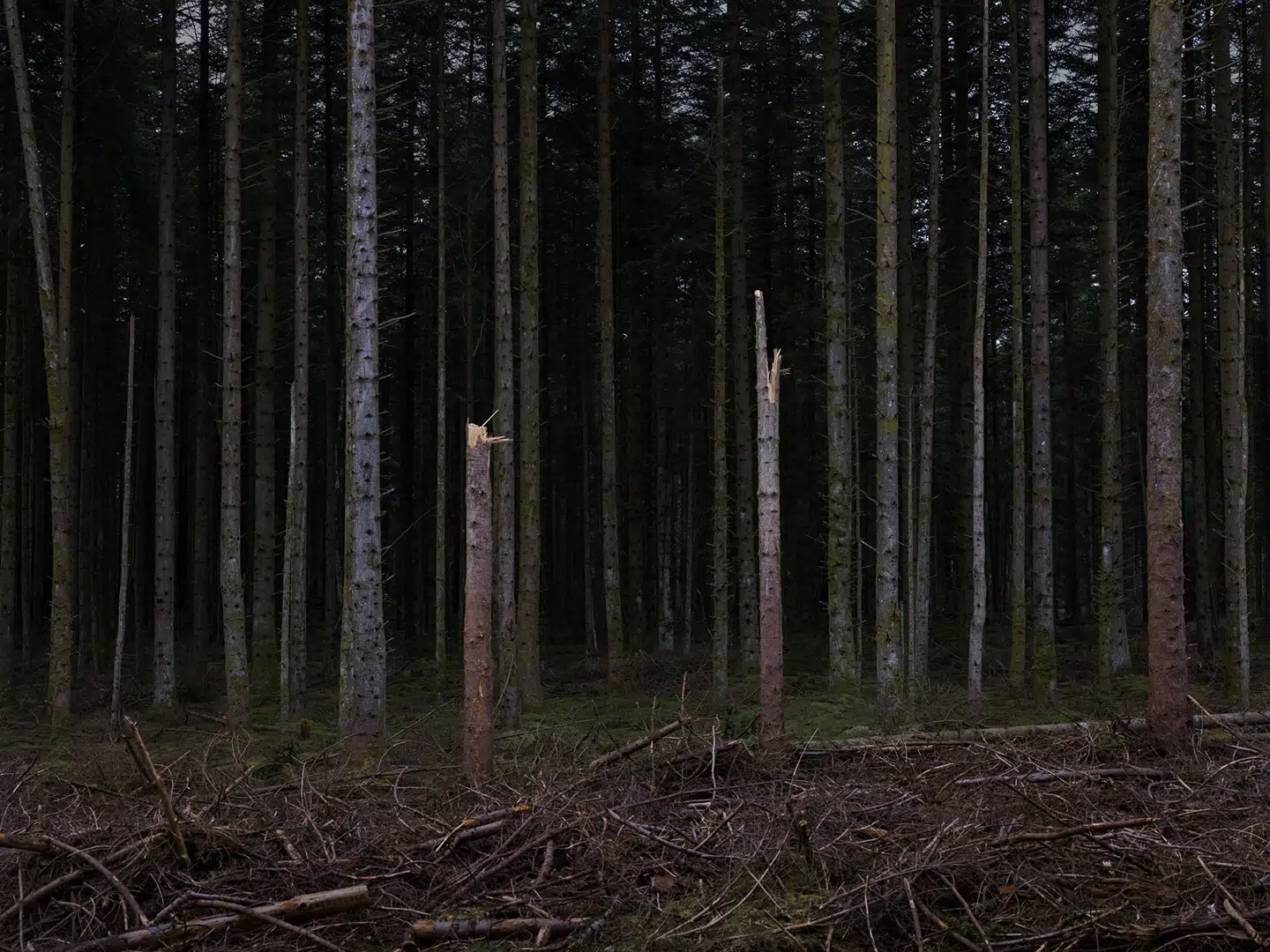 De knækkede træer. Symbolikken er til at tage og føle på, men nogle gange skal man stole på det oplagte, som Brian Eno har formuleret det.
