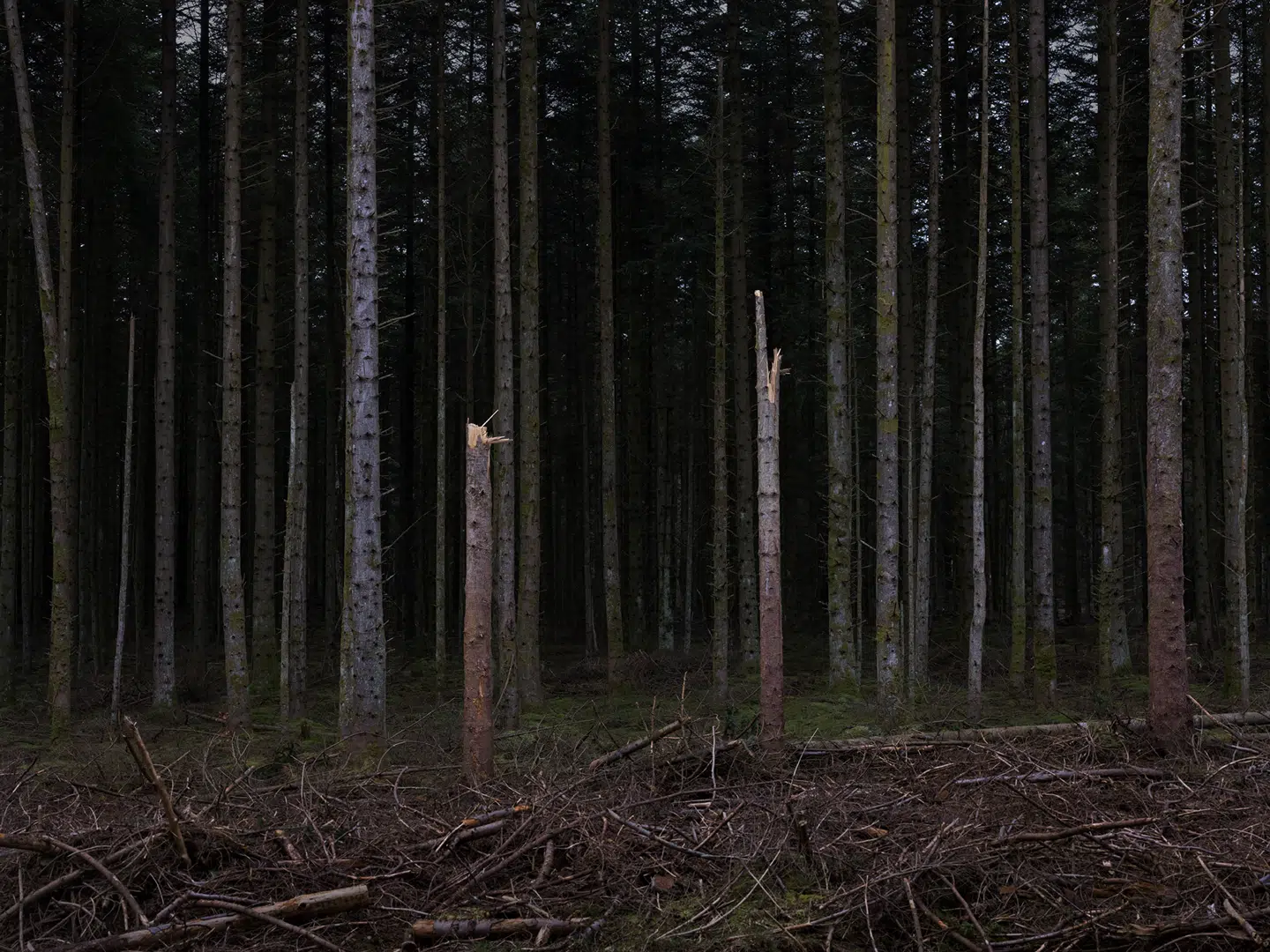 De knækkede træer. Symbolikken er til at tage og føle på, men nogle gange skal man stole på det oplagte, som Brian Eno har formuleret det.