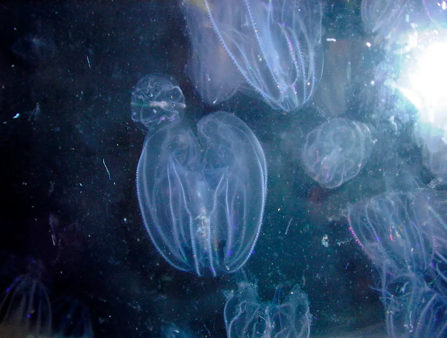 Hvis en ribbegople bliver beskadiget, kan den vokse sammen med en anden og blive til én samlet enhed. Foto: Hans Ulrik Riisgaard, Scanpix