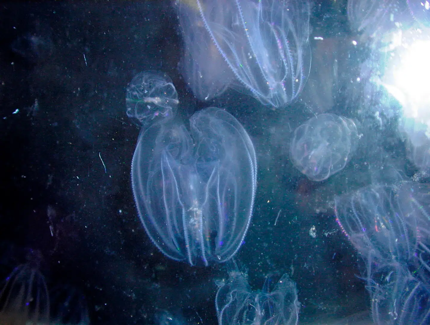 Hvis en ribbegople bliver beskadiget, kan den vokse sammen med en anden og blive til én samlet enhed. Foto: Hans Ulrik Riisgaard, Scanpix