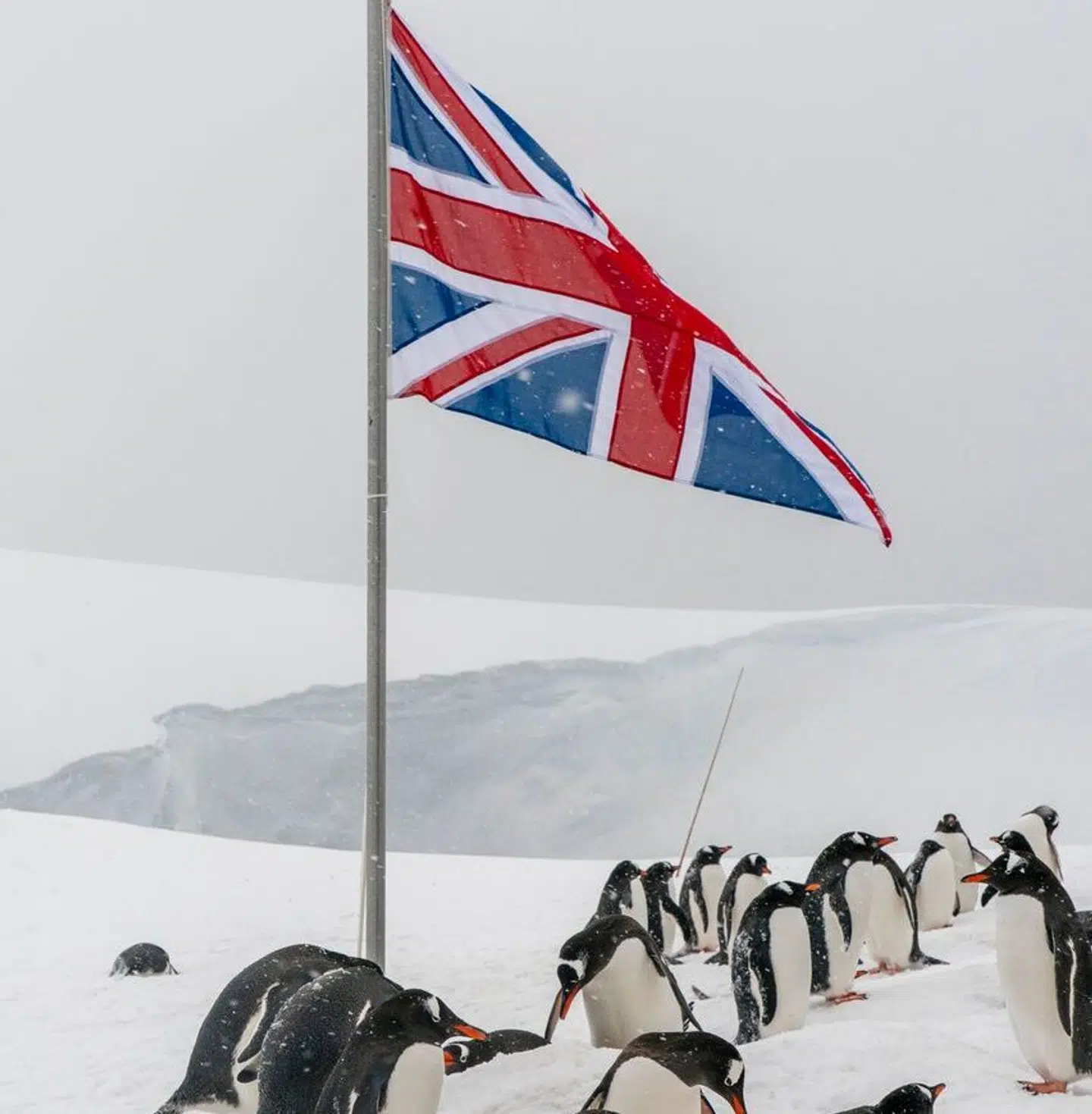 Pingvinerne flokkes omkring det område, hvor den britiske base på Antarktis ligger.
