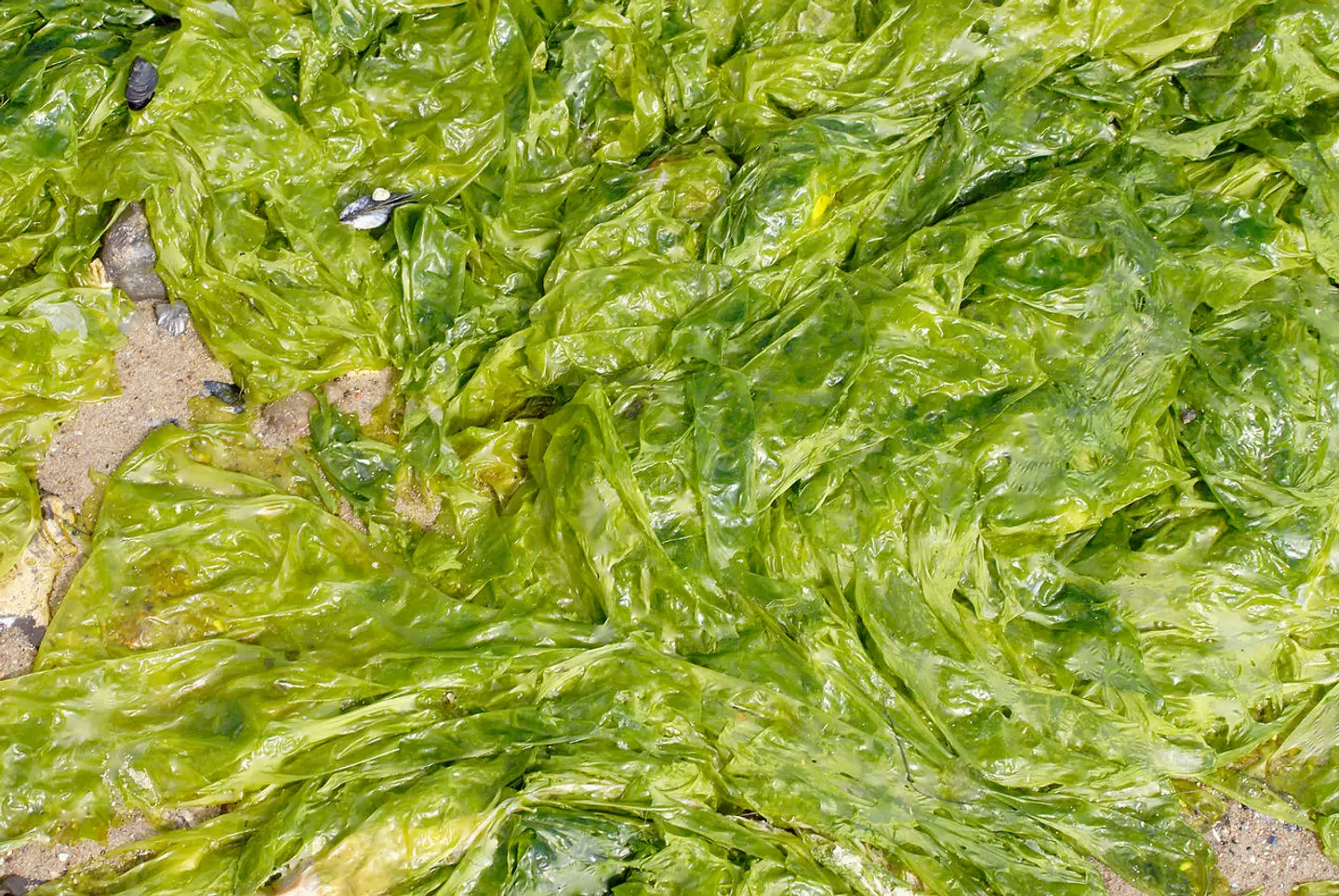 Søsalat kan blandt andet bruges i suppe og brød.