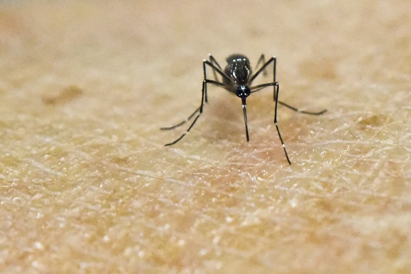 (ARKIV) En Aedes Aegypti myg i laboratorie i Columbia, hvor der arbejdes med Zika-virus d. 25. januar 2016. Stor luftmodstand og ikke mindst deres smarte exoskeletter, der sidder uden på kroppen, betyder, at insekter sjældent slår sig ved fald fra store højder. Det skriver Ritzau, onsdag den 12. juni 2019.. (Foto: LUIS ROBAYO/Ritzau Scanpix)